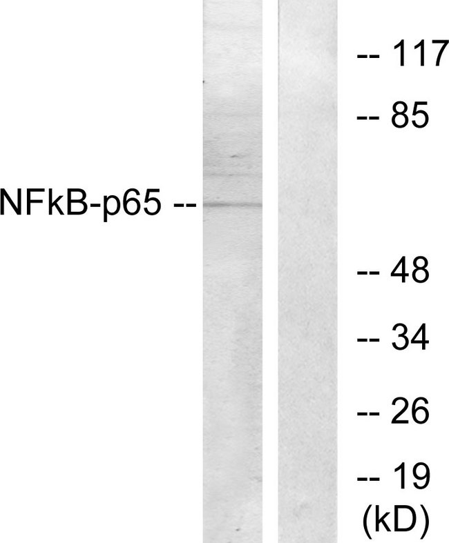 RELA / NFKB p65 Antibody - Western blot analysis of lysates from Raw264.7 cells, using NF-kappaB p65 Antibody. The lane on the right is blocked with the synthesized peptide.