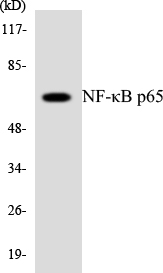 RELA / NFKB p65 Antibody - Western blot analysis of the lysates from HeLa cells using NF-ÎºB p65 antibody.
