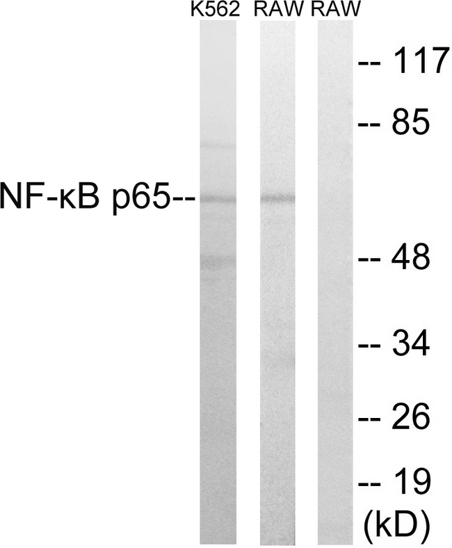 RELA / NFKB p65 Antibody - Western blot analysis of lysates from K562 and RAW264.7. cells, using NF-kappaB p65 Antibody. The lane on the right is blocked with the synthesized peptide.