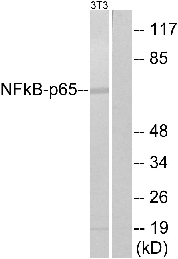 RELA / NFKB p65 Antibody - Western blot analysis of lysates from NIH/3T3, using NF-kappaB p65 Antibody. The lane on the right is blocked with the synthesized peptide.