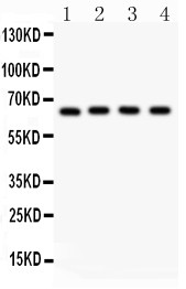 RELA / NFKB p65 Antibody - NF-kB p65 antibody Western blot. All lanes: Anti NF-kB p65 at 0.5 ug/ml. Lane 1: PC 12 Whole Cell Lysate at 40 ug. Lane 2: NRK Whole Cell Lysate at 40 ug. Lane 3: HEPA Whole Cell Lysate at 40 ug. Lane 4: NIH Whole Cell Lysate at 40 ug. Predicted band size: 65 kD. Observed band size: 65 kD.