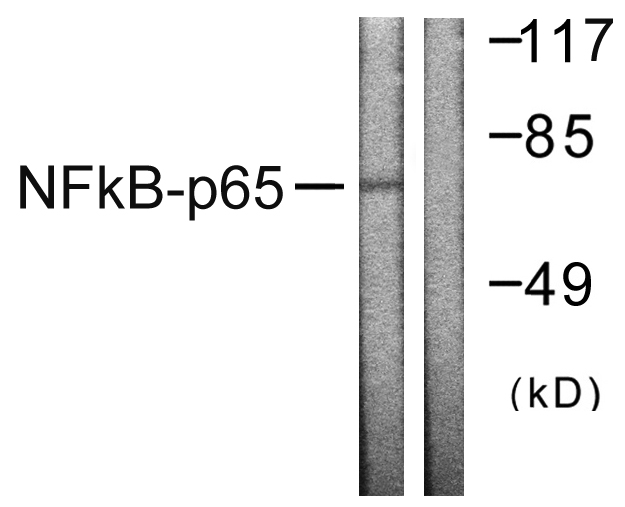 RELA / NFKB p65 Antibody - Western blot analysis of lysates from HeLa cells, using NF-kappaB p65 Antibody. The lane on the right is blocked with the synthesized peptide.