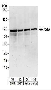 RELA / NFKB p65 Antibody - Detection of Human RelA by Western Blot. Samples: Whole cell lysate from 293T (15 and 50 ug), HeLa (50 ug), and Jurkat (50 ug) cells. Antibodies: Affinity purified goat anti-RelA antibody used for WB at 0.1 ug/ml. Detection: Chemiluminescence with an exposure time of 3 minutes.