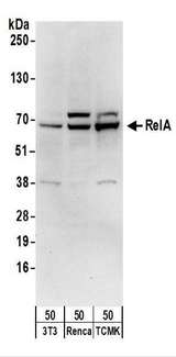 RELA / NFKB p65 Antibody - Detection of Mouse RelA by Western Blot. Samples: Whole cell lysate (50 ug) from NIH3T3, Renca, and TCMK-1 cells. Antibodies: Affinity purified goat anti-RelA antibody used for WB at 0.4 ug/ml. Detection: Chemiluminescence with an exposure time of 30 seconds.