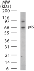 RELA / NFKB p65 Antibody - Western blot of p65 in 15 ugs of HeLa cell lysate using antibody at 1:1000 dilution.
