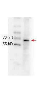 RELA / NFKB p65 Antibody - anti NFKB p65 (Rel A) monoclonal antibody Anti-NFKB p65 (Rel A) (MOUSE) Monoclonal Antibody - 200-301-065 was used to detect ~65 kD band (red arrow) in HeLa whole cell lysate. Lysate was run on 4-20% gradient gel transferred under standard conditions and blocked in 1% BSA-TTBS 30 min RT. Blot was probed with monoclonal anti p65 1:1000 in 1% BSA-TBS-T o/n 4? and detected with HRP conjugated Rb-anti Mouse antibody 1:40000 in MB-070 30 min RT.