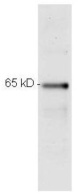 RELA / NFKB p65 Antibody - Monoclonal anti p65 200-301-065 was used to detect p65 by Western blot. Samples were prepared in RIPA lysis buffer, boiled with NuPage 4x LDS Sample Buffer and run on NuPage 4-12% Bis-Tris Gels. Blot was incubated with primary antibody at a dilution of 1:500 and detected with HRP conjugated anti mouse antibody at a dilution of 1:10000.