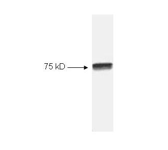 RELA / NFKB p65 Antibody - Western blot of HeLa cell extract. All incubations except color development were performed using TBS supplemented with 0.1% Tween-20 at room temperature. The membrane was blocked in 5% dry milk for 2 h. After washing, a:1:1000 dilution of the primary antibody was added to the membrane and incubated for 2 h. Washes with buffer were performed 4 times for 5' each. The western blot was incubated with secondary antibody (HRP Goat-a-Rabbit IgG [H&L]) diluted 1:2000 for 1 h. Washes with TBS preceded color development.