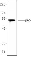 RELA / NFKB p65 Antibody - Hela cell extract was resolved by electrophoresis, transferred to nitrocellulose, and probed with rabbit anti-NF-kappaB p65 antibody. Proteins were visualized using a donkey anti-rabbit secondary conjugated to HRP and a chemiluminescence detection system.