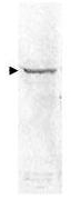 RELA / NFKB p65 Antibody - Western blot of HeLa cell extract. A predominant band ~65 kDa (arrowhead) corresponding to NFkb p65 Rel A is observed. All incubations except color development were performed using TBS supplemented with 0.1% Tween-20 at room temperature. The membrane was blocked in 5% dry milk for 2 h. After washing, a 1:5,000 dilution of the primary antibody was added to the membrane and incubated for 2 h. Washes with buffer were performed 4 times for 5' each. The western blot was incubated with secondary antibody diluted 1:2,000 for 1 h. Washes with TBS preceded color development.