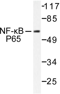 RELA / NFKB p65 Antibody - Western blot of NFB-p65 (L523) pAb in extracts from COS7 treated with Insulin 0.01U/ml 15.