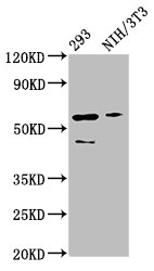 RELA / NFKB p65 Antibody - Western Blot Positive WB detected in: 293 whole cell lysate, NIH/3T3 whole cell lysate All lanes: RELA antibody at 3µg/ml Secondary Goat polyclonal to rabbit IgG at 1/50000 dilution Predicted band size: 61, 59, 60 kDa Observed band size: 61 kDa