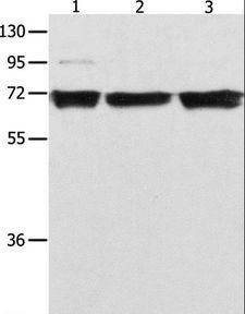 RELA / NFKB p65 Antibody - Western blot analysis of 293T, K562 and Jurkat cell, using RELA Polyclonal Antibody at dilution of 1:500.