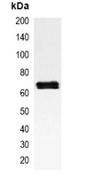 RELA / NFKB p65 Antibody - Immunoprecipitation of NF-kappaB p65 from 0.5mg HeLa whole cell extract lysate; using Anti-NF-kappaB p65 Antibody.