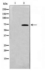 RELA / NFKB p65 Antibody - Western blot of HeLa cell lysate using NF- kappa B p65 Antibody