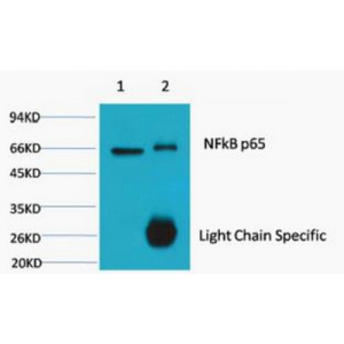 RELA / NFKB p65 Antibody - Immunoprecipitation of NFkB p65 antibody