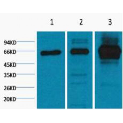 RELA / NFKB p65 Antibody - Western blot of NFkB p65 antibody