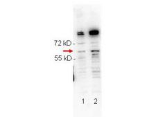 RELA / NFKB p65 Antibody - anti-NFkB antibody. Affinity purified Anti-NFKB p65 (Rel A) pS276 Anti-NFKB p65 (Rel A) pS276 (RABBIT) Antibody - 600-401-264 lot 24040 was probed against Normal (Lane 1) and TNFalpha (Lane 2) Stimulated HeLa whole cell lysates. A band was observed between 55 and 72 kD corresponding to the expected MW of NFkB p65. The observed higher MW bands have not been characterized.