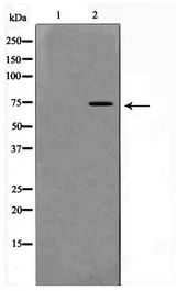 RELA / NFKB p65 Antibody - Western blot of NF- kappaB p65 phosphorylation expression in 293 whole cell lysates,The lane on the left is treated with the antigen-specific peptide.