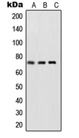 RELA / NFKB p65 Antibody - Western blot analysis of NF-kappaB p65 (pS468) expression in HeLa TNFa-treated (A); NIH3T3 LPS-treated (B); rat brain (C) whole cell lysates.