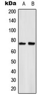 RELA / NFKB p65 Antibody - Western blot analysis of NF-kappaB p65 (pS529) expression in HeLa TNFa-treated (A); Raw264.7 IL1-treated (B) whole cell lysates.