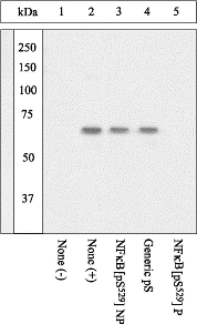 RELA / NFKB p65 Antibody - Extracts of Jurkat cells unstimulated (lane 1) or stimulated with 100 ng/mL PMA for 20 minutes then 0.5 uM Ca2+ ionophore for 10 additional minutes (lanes 2-5) were resolved by SDS-PAGE on a 10% Tris-glycine gel and transferred to PVDF. The membrane was b