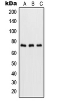 RELA / NFKB p65 Antibody - Western blot analysis of NF-kappaB p65 (pS536) expression in HeLa TNFa-treated (A); NIH3T3 LPS-treated (B); rat brain (C) whole cell lysates.