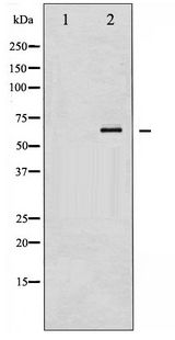 RELA / NFKB p65 Antibody - Western blot of NF- kappaB p65 phosphorylation expression in IL-1 treated Raw264.7 whole cell lysates,The lane on the left is treated with the antigen-specific peptide.