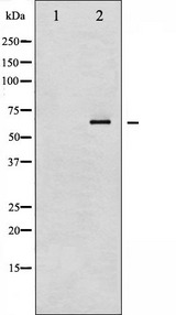 RELA / NFKB p65 Antibody - Western blot analysis of NF-kappaB p65 phosphorylation expression in IL-1 treated RAW264.7 whole cells lysates. The lane on the left is treated with the antigen-specific peptide.