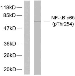 RELA / NFKB p65 Antibody - Western blot analysis of lysates from 293 cells treated with TNF-alpha, using NF-kappaB p65 (Phospho-Thr254) Antibody. The lane on the left is blocked with the phospho peptide.