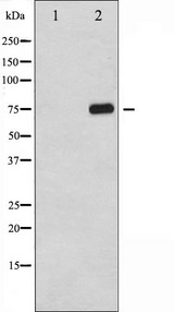 RELA / NFKB p65 Antibody - Western blot analysis of NF-kappaB p65 phosphorylation expression in TNF-a treated 293 whole cells lysates. The lane on the left is treated with the antigen-specific peptide.