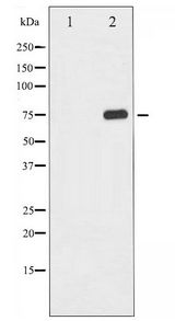 RELA / NFKB p65 Antibody - Western blot of NF- kappaB p65 phosphorylation expression in TNF- alpha treated COS7 whole cell lysates,The lane on the left is treated with the antigen-specific peptide.