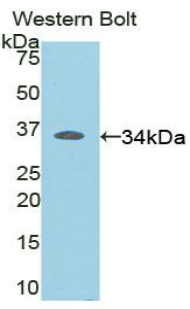 RELB Antibody - Western blot of recombinant RELB.  This image was taken for the unconjugated form of this product. Other forms have not been tested.