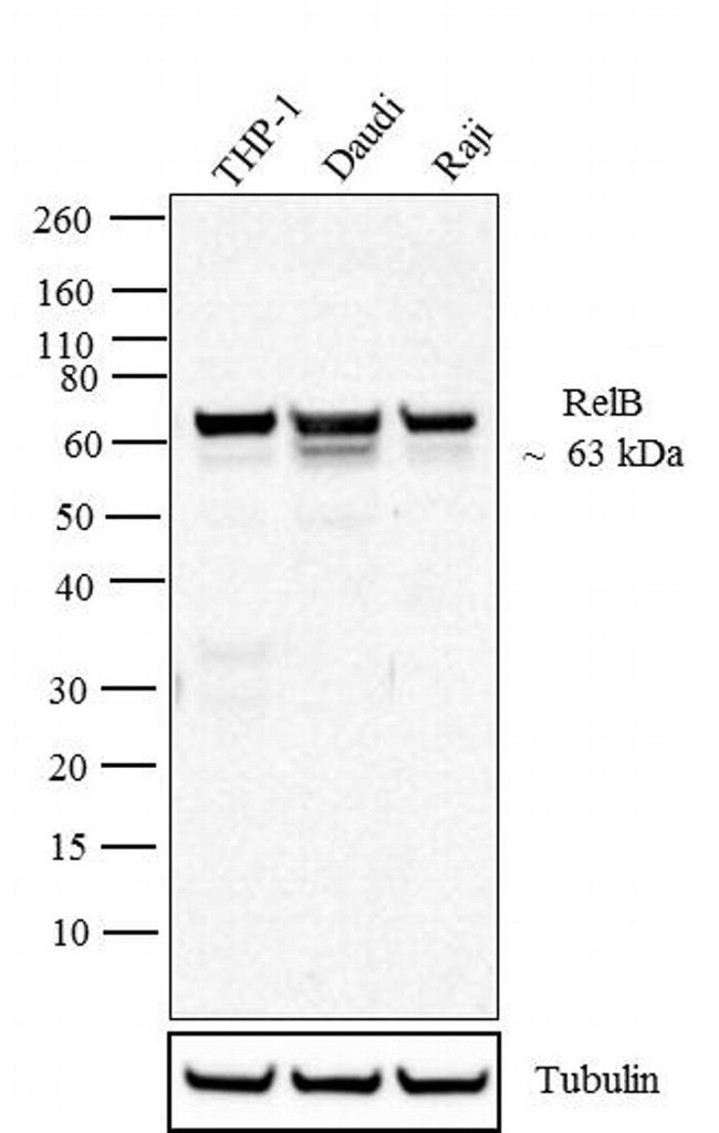 RELB Antibody - RelB Antibody in Western Blot (WB)