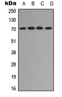 RELB Antibody - Western blot analysis of RELB (pS573) expression in HeLa TNFa-treated (A); RAW264.7 (B); mouse colon (C); rat colon (D) whole cell lysates.