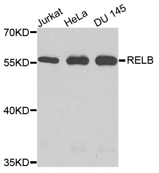RELB Antibody - Western blot analysis of extracts of various cell lines, using RELB antibody at 1:1000 dilution. The secondary antibody used was an HRP Goat Anti-Rabbit IgG (H+L) at 1:10000 dilution. Lysates were loaded 25ug per lane and 3% nonfat dry milk in TBST was used for blocking. An ECL Kit was used for detection and the exposure time was 90s.