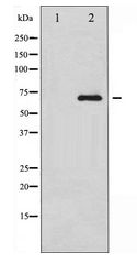 RELB Antibody - Western blot of RelB expression in HepG2 whole cell lysates,The lane on the left is treated with the antigen-specific peptide.
