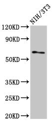 RELB Antibody - Western Blot Positive WB detected in: NIH/3T3 whole cell lysate All lanes: RELB antibody at 3µg/ml Secondary Goat polyclonal to rabbit IgG at 1/50000 dilution Predicted band size: 63, 62, 15 kDa Observed band size: 63 kDa