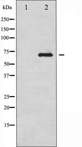 RELB Antibody - Western blot analysis of RelB expression in HepG2 whole cells lysates. The lane on the left is treated with the antigen-specific peptide.
