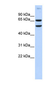RELB Antibody - RELB antibody Western blot of Fetal Brain lysate. This image was taken for the unconjugated form of this product. Other forms have not been tested.