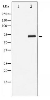 RELB Antibody - Western blot of RelB phosphorylation expression in HepG2 whole cell lysates,The lane on the left is treated with the antigen-specific peptide.