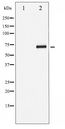 RELB Antibody - Western blot of RelB phosphorylation expression in HepG2 whole cell lysates,The lane on the left is treated with the antigen-specific peptide.