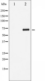 RELB Antibody - Western blot analysis of RelB phosphorylation expression in HepG2 whole cells lysates. The lane on the left is treated with the antigen-specific peptide.