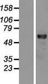 RELB Protein - Western validation with an anti-DDK antibody * L: Control HEK293 lysate R: Over-expression lysate