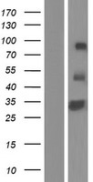 RELL1 Protein - Western validation with an anti-DDK antibody * L: Control HEK293 lysate R: Over-expression lysate