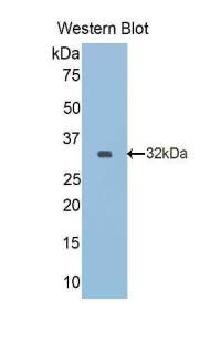 RELN / Reelin Antibody - Western blot of recombinant RELN / Reelin.  This image was taken for the unconjugated form of this product. Other forms have not been tested.