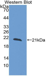 RELN / Reelin Antibody - Western blot of recombinant RELN / Reelin.