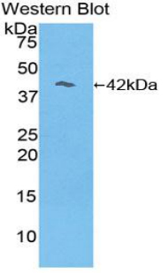 RELN / Reelin Antibody - Western blot of recombinant RELN / Reelin.  This image was taken for the unconjugated form of this product. Other forms have not been tested.