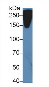 RELN / Reelin Antibody - Western Blot; Sample: Mouse Serum; Primary Ab: 5µg/ml Rabbit Anti-Mouse RL Antibody Second Ab: 0.2µg/mL HRP-Linked Caprine Anti-Rabbit IgG Polyclonal Antibody