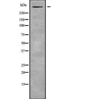 RELN / Reelin Antibody - Western blot analysis of RELN using RAW264.7 whole cells lysates